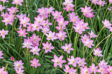 Ornamental plant with pink petals, Zephyranthes carinata. Autumn Zephyrlily,  pink rain lily, rosepink zephyr lily