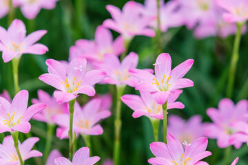 Fototapeta premium Ornamental plant with pink petals, Zephyranthes carinata. Autumn Zephyrlily, pink rain lily, rosepink zephyr lily