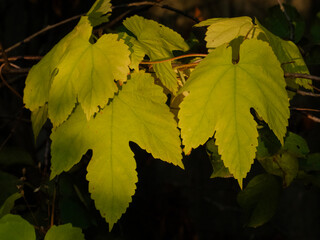 Yellow autumn leaves on a tree branch
