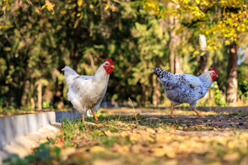 Two chickens walking on a path in a park
