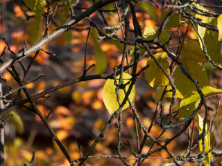 Yellow autumn leaves on a tree branch