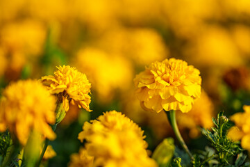 A bunch of yellow flowers are in a field