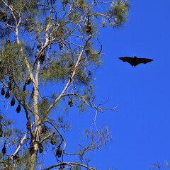 Flying foxes also named fruit bats in Port Macquarie, Australia.