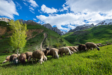 Sheep grazing in a green meadow. Small livestock farming in the plateaus. Livestock farming in the Tunceli plateaus. Livestock farming in Tunceli. Tunceli mountains.