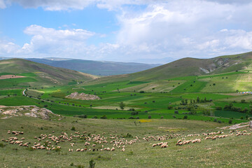 Sheep grazing in a green meadow. Small livestock farming in the plateaus. Livestock farming in the Tunceli plateaus. Livestock farming in Tunceli. Tunceli mountains.