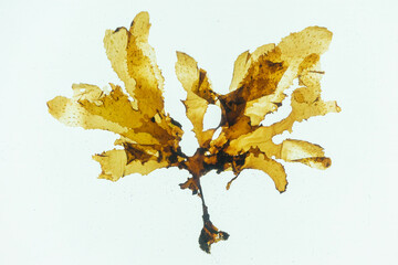 Pressed seaweed specimens. Seaweed Specimens © POSMGUYS