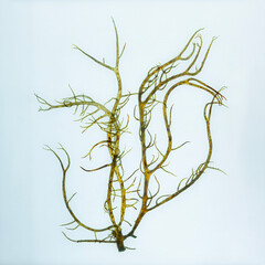 Pressed seaweed specimens. Seaweed Specimens