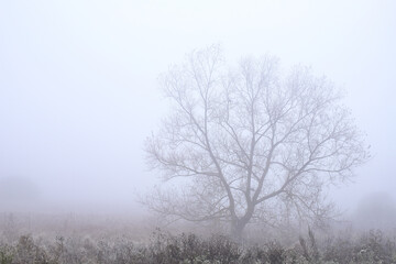 A lonely lonely tree by the road in the thick morning fog. Autumn morning, thick fog on a cloudy...