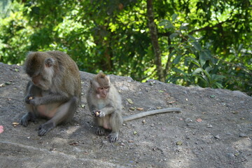 Mother and baby monkey sitting on gravel
