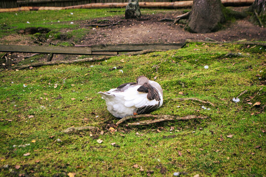 Duck sleeping on the grass in Pullman City, a western town in Germany
