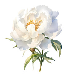 Peony flowers