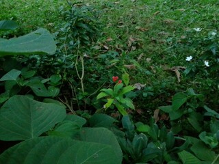 Village Beautiful Scenery - Paddy Field, Village Jungle Flowers, Village Evening, Fruit Tree Garden, Village Sunset, Village River