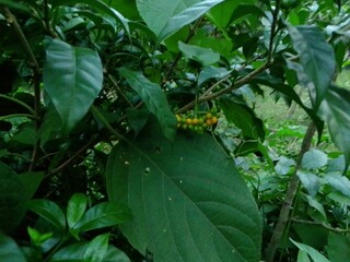Village Beautiful Scenery - Paddy Field, Village Jungle Flowers, Village Evening, Fruit Tree Garden, Village Sunset, Village River