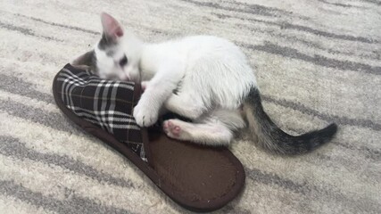 Cute little kitten playing with slippers, hide and seek, biting, fighting. Funny pets. Mischief