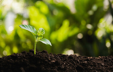 Young plant growing in the garden. Plant growth and environmental awareness, save the planet.