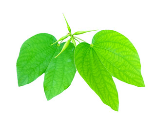isolated leaves of Bauhinia acuminata on a white background, broadly oval in shape. The tip of the leaf is deeply concave. The leaf base is rounded and concave in the shape of a heart.