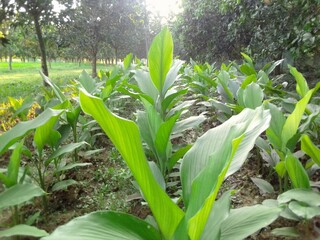 Village Beautiful Scenery - Paddy Field, Village Jungle Flowers, Village Evening, Fruit Tree Garden, Village Sunset, Village River