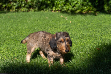 A small purebred dachshund terrier dog looks forward. He is in a garden with a green, manicured lawn on a sunny day.