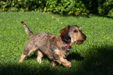 A small purebred dachshund terrier dog walks happily with his antiparasitic collar. He is in a garden with a green, manicured lawn on a sunny day.