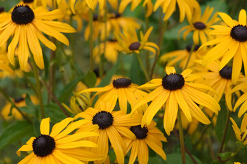 Blühende gelbe Echinacea Purpurea