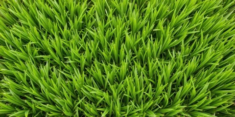 Artificial grass background for sports or outdoor design projects, play