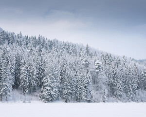Obraz premium Snow Covered Trees, Snowy Winter Landscape