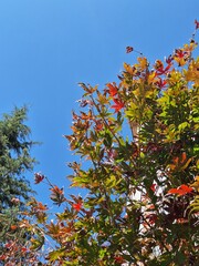 A vibrant autumn foliage, maple leave, a mix of red, orange, and green leaves against a clear blue sky.