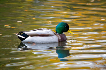 Erpel mit grüner Spiegelung im Wasser