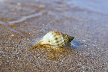 Seashell on a sandy beach