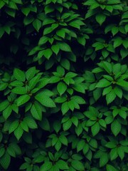Background of lush green leaves in a dense forest setting, leaves