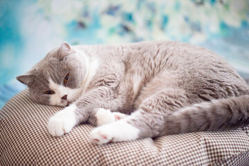 Müder Britisch Kurzhaar Kater