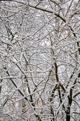 Obraz premium Branches in the snow texture photo