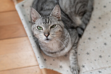 見上げる可愛い猫　サバトラ猫