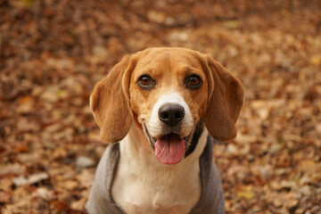 Beagle dog portrait wearing a grey outfit, autumn, fall, fallen leaves on the background 