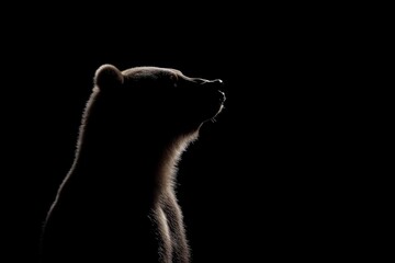 Close-up profile of a brown bear (Ursus arctos) isolated on a black background
