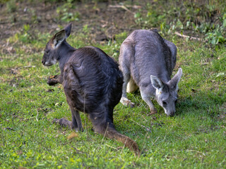 Two Common wallaroos, Macropus r. robustus, grazing on green grass. © vladislav333222