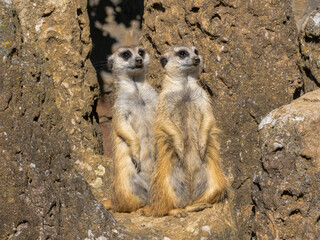 Fototapeta premium Two Meerkats, Suricata suricatta, standing by a pile of dirt and observing the surroundings