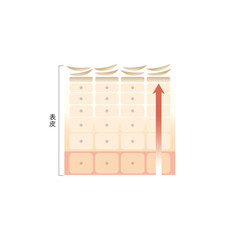 図版_肌図版_020_肌のターンオーバー