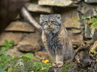 A female Pallas' cat, Otocolobus manul, observes the surroundings