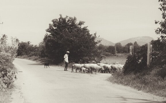 old man hearding sheeps