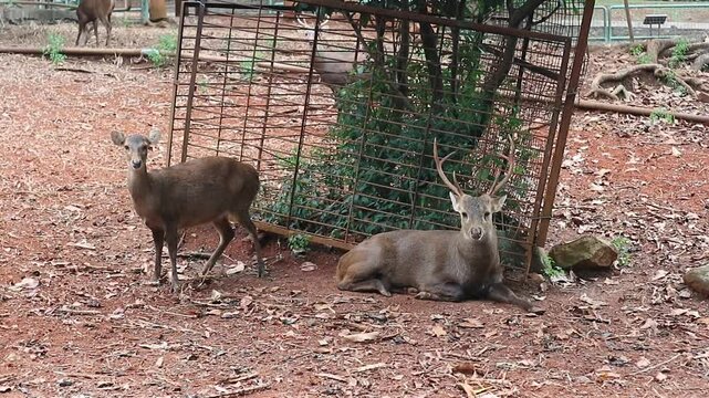 A deer is sitting relaxed in a cage