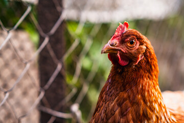 A brown hen stands in a backyard coop, soaking up the warm sunshine on a clear afternoon while surrounded by a wire fence and garden elements.