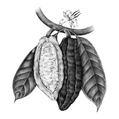 Fototapeta premium Cacao fruit sketch png sticker, transparent background
