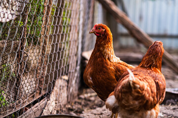 A detailed view of a brown hen in a backyard coop enjoying a sunny afternoon amidst a fenced enclosure