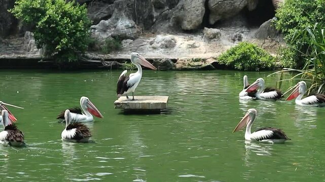 A flock of white pelicans is swimming in water pool