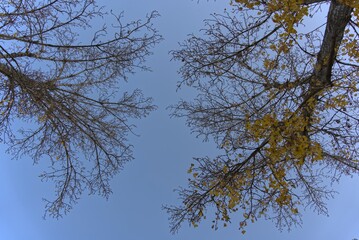 Autumn trees from below in Berlin park.
