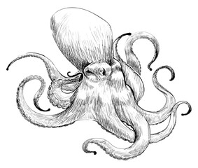 Png Giant Pacific octopus  animal illustration, transparent background © Rawpixel.com