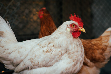 A white chicken stands prominently in a barnyard, showcasing its vibrant red comb while brown hens are seen grazing nearby. The scene captures a serene animal moment outdoors.