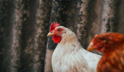 White chicken with red comb in barnyard setting with brown hens nearby during daytime