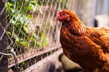 A detailed view of a brown hen in a backyard coop enjoying a sunny afternoon amidst a fenced enclosure